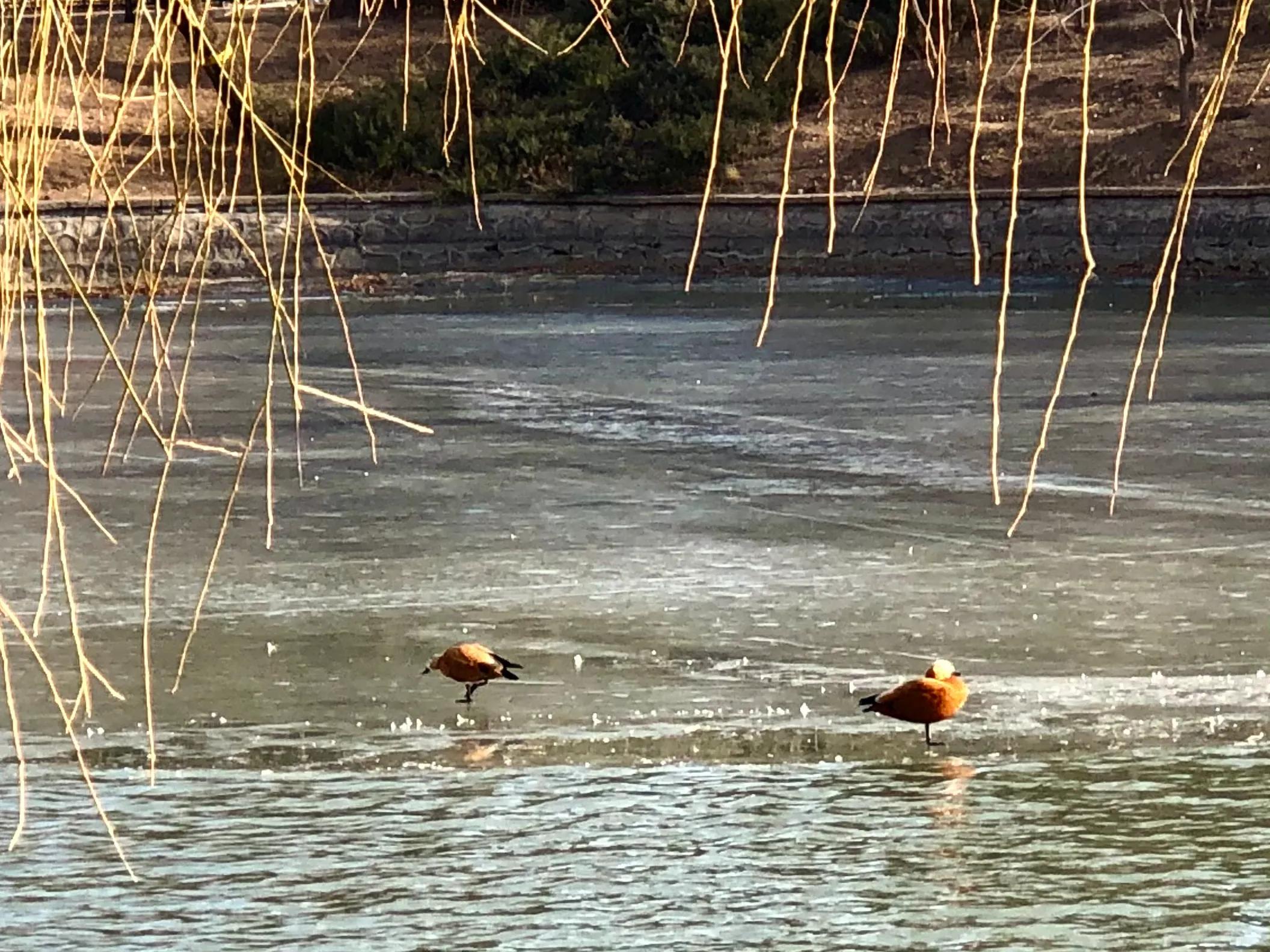 冬日紫竹院公园最新消息,冬日紫竹院公园