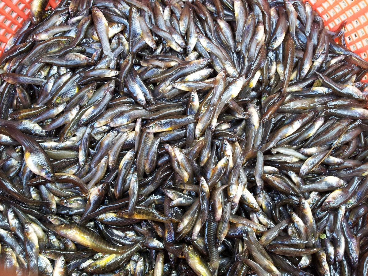 食蚊鱼能灭绝蚊子吗,蚊子物种入侵