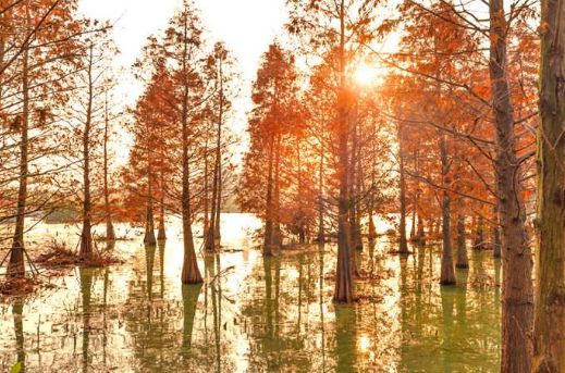 春天梅花开原创诗句,原创诗词梅开二度