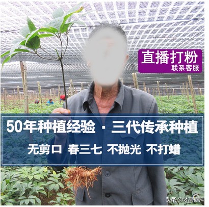 有关于云南文山三七的讲解,云南文山三七怎样卖