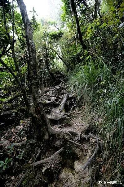 山蚂蝗为什么吸血,山蚂蟥一种吸血的动物