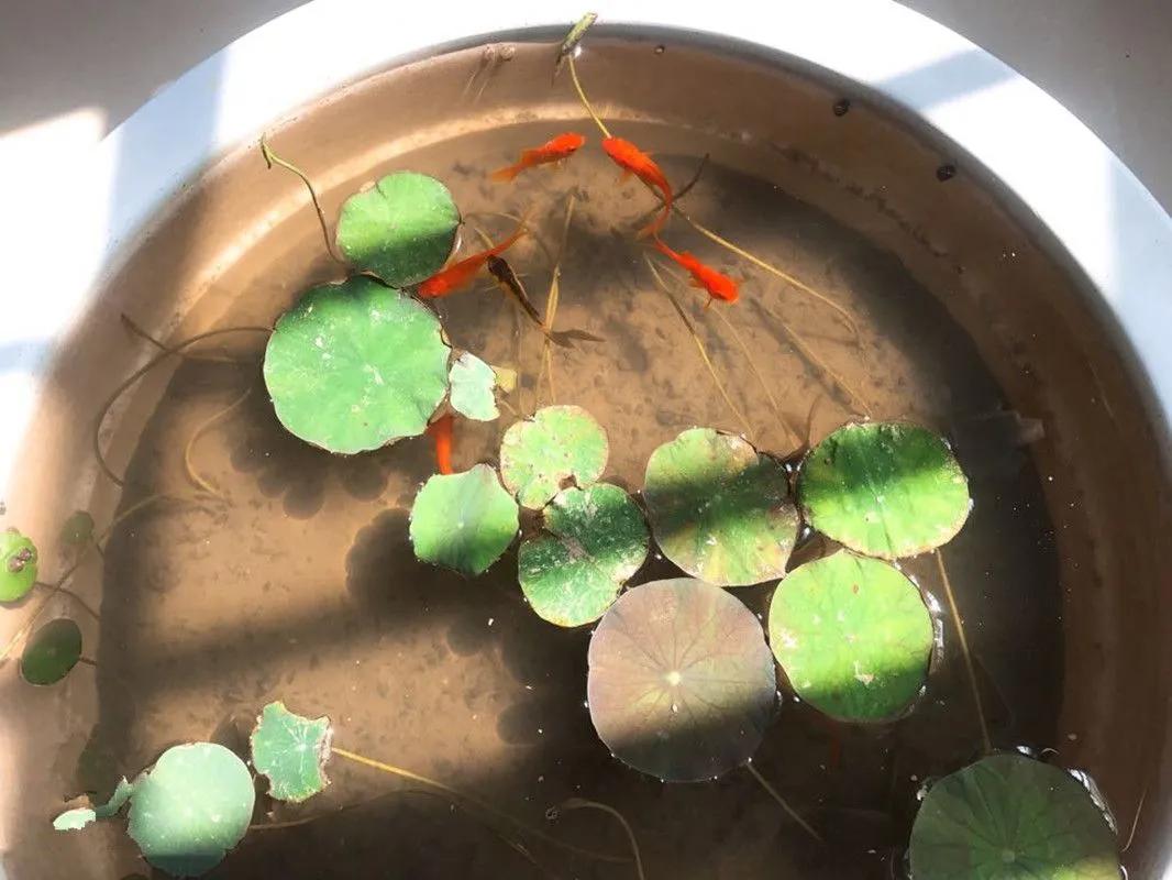 夏季这样养碗莲,碗莲怎么养才能开五颜六色的花