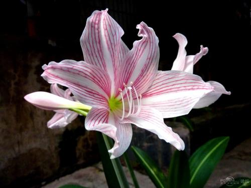 百合花花期后怎么养护来年再出芽,百合花怎么养护多长时间能开花