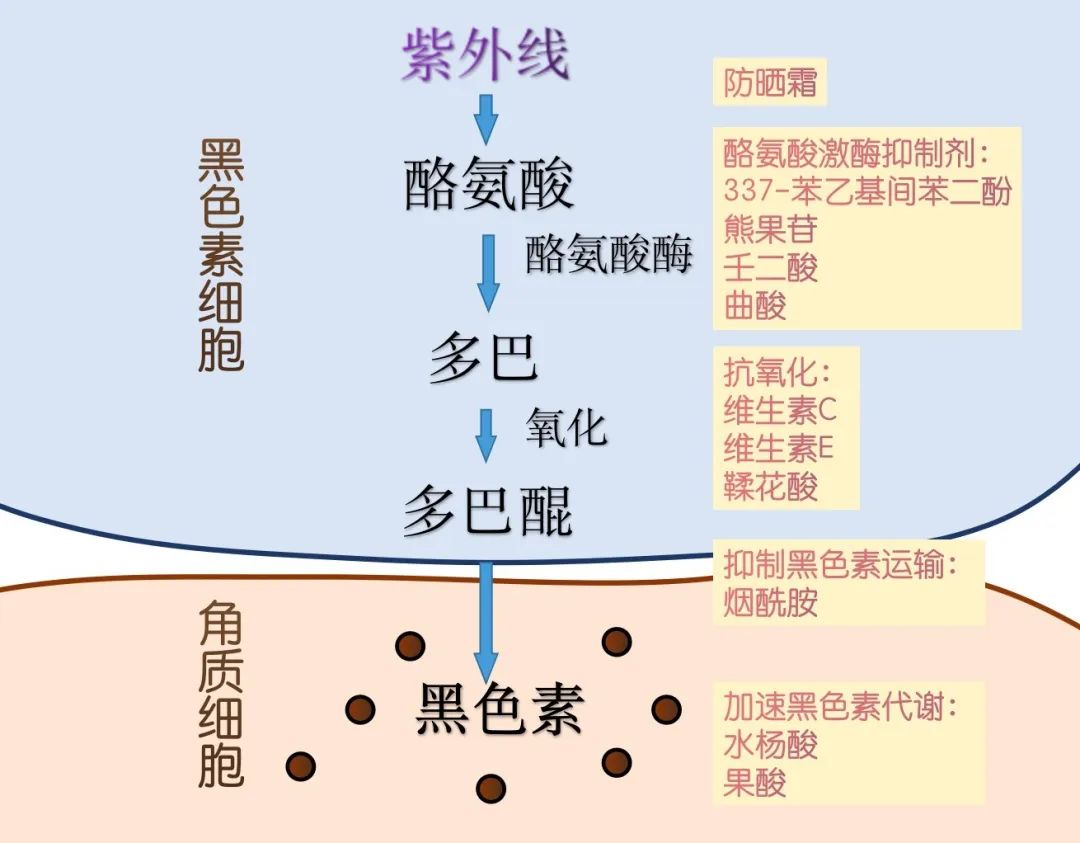 【香爵生活】能让姑娘们变白的好办法有哪些？