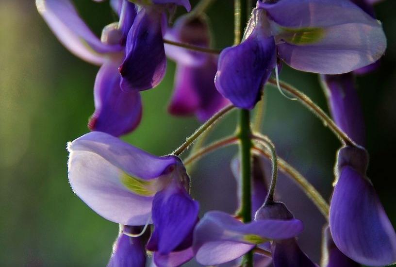 全球最美十种花,世界公认的九大最美花