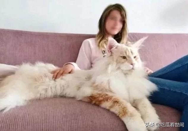 最贵的十种猫波斯猫,行走的人民币布偶猫