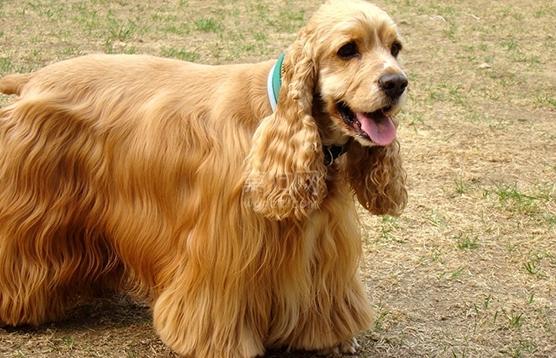 可卡犬为什么不建议养,可卡犬的正确喂养方法