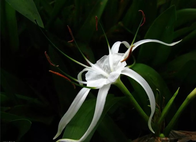 世界最高的塔迪拜的哈利法塔,迪拜哈利法塔体验