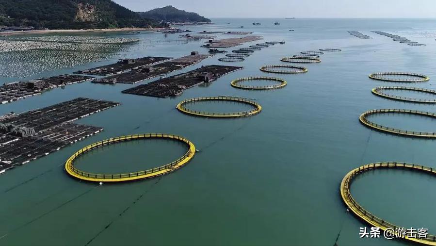 鱼胶种类有几种及辨别方法,野生鱼胶与养殖鱼胶的区别