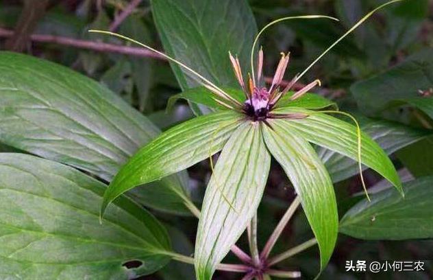小何三农：治疗咽喉肿痛的原材料，与您分享七叶一枝花的种植经验