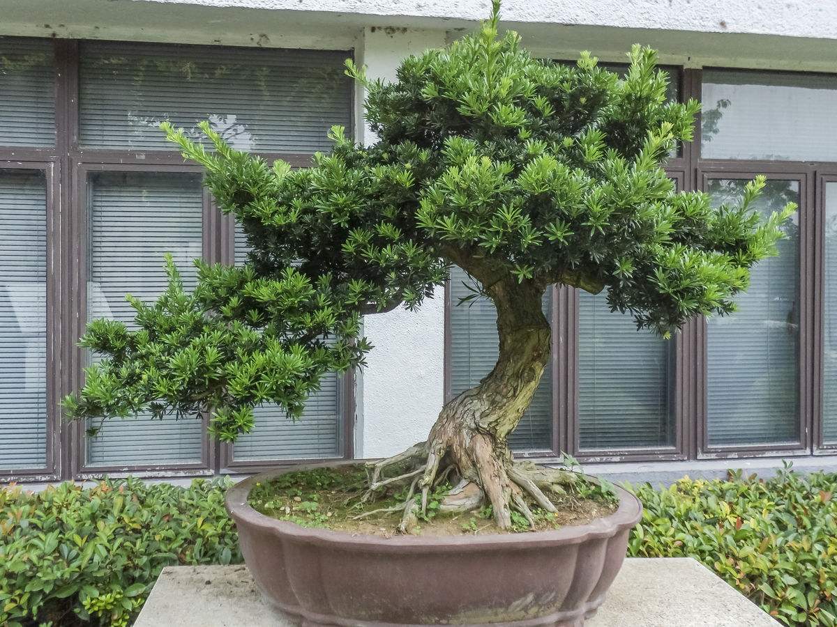 盆栽罗汉松叶子干枯是什么原因,罗汉松大片枯叶干枝什么原因