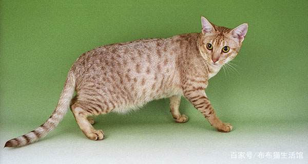 世界45种名犬图片大型犬,世界100种猫图片