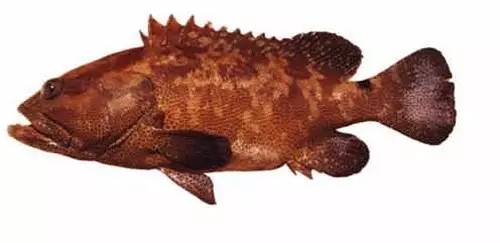 目前最顶级的海鲜鱼,世界上最顶级的海产鱼类