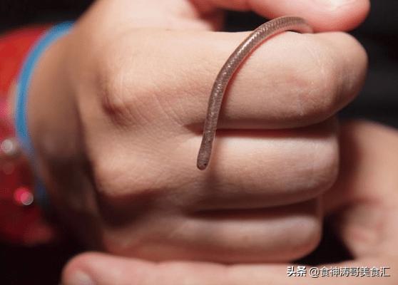 美国蚯蚓市场,美国活体蚯蚓