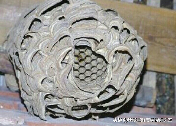 各式蜂巢,各种各样的蜂窝