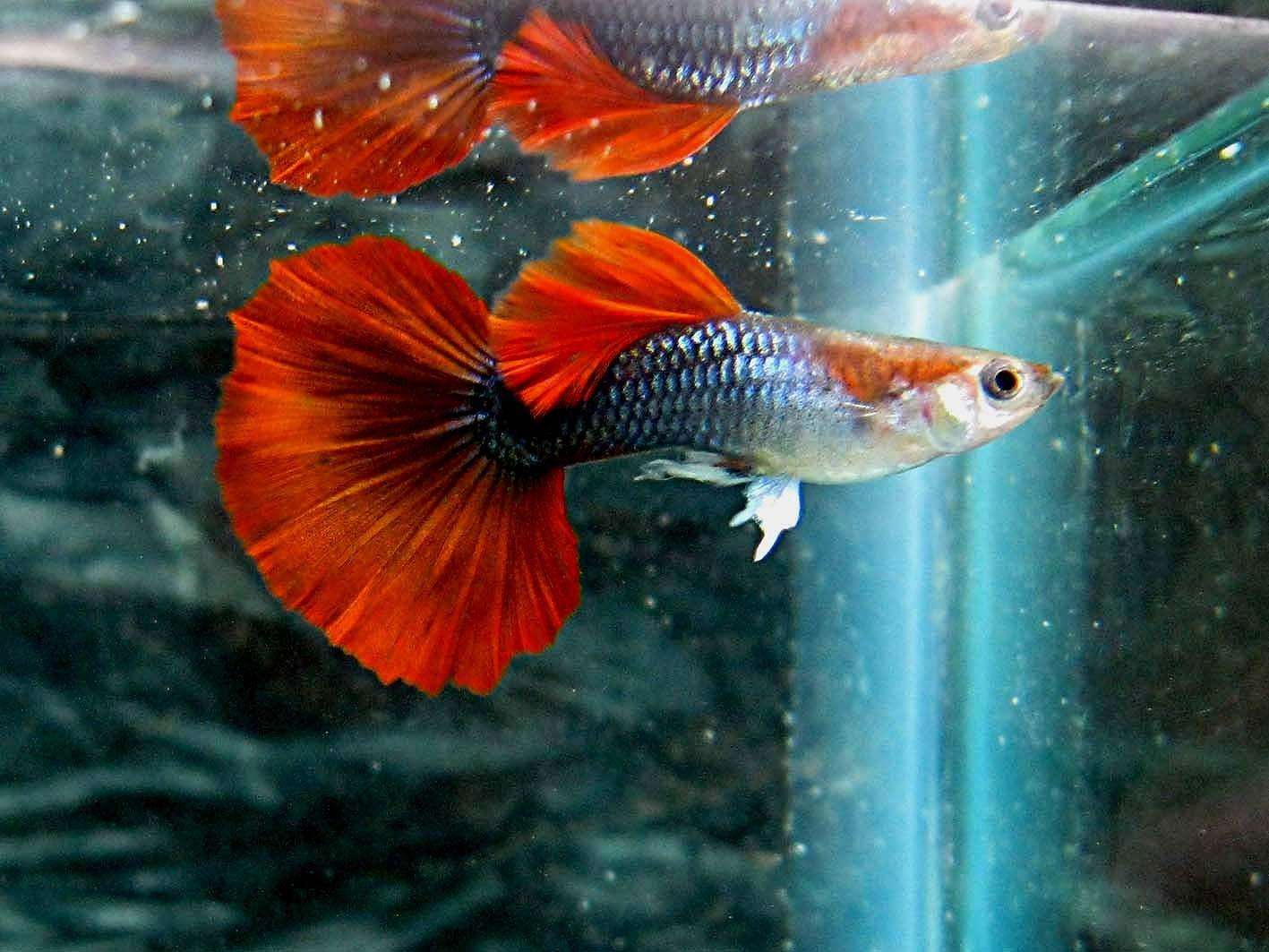 给观赏鱼治病用什么盐,鱼盐可以治疗孔雀鱼烂身吗