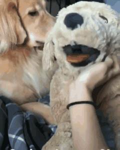 狗子吃醋女朋友,狗子喜欢女朋友怎么办