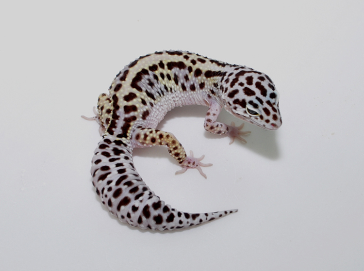 Eublepharismacularius豹纹守宫