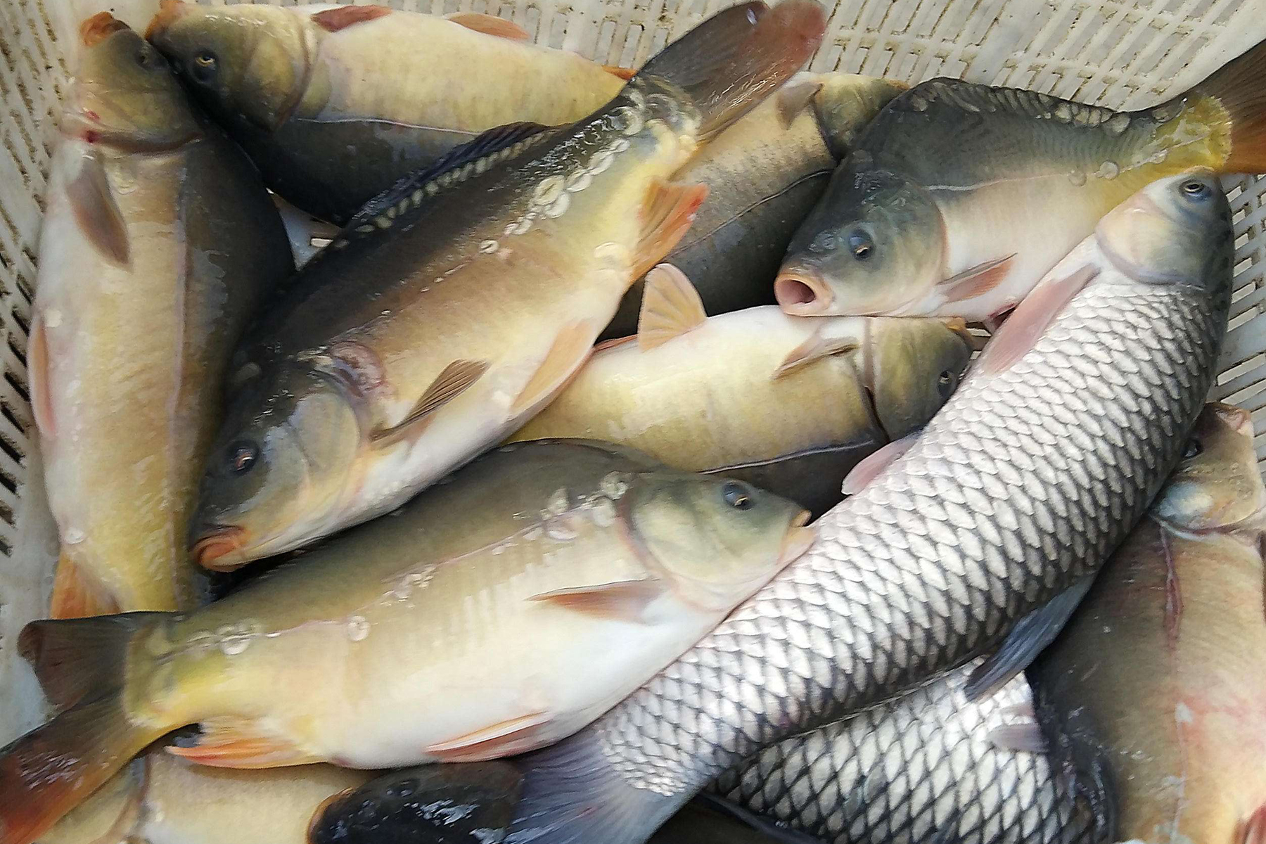 黑坑消毒后鱼不开口怎么钓,春季钓黑坑鱼不开口是什么原因