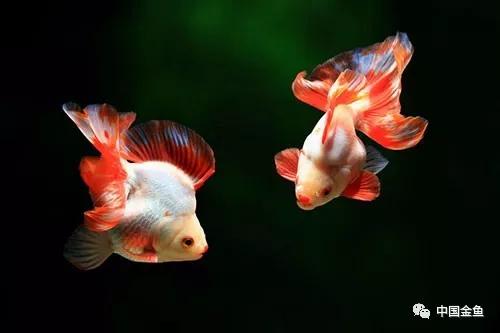 鱼缸水发腥？发臭？今天就办它