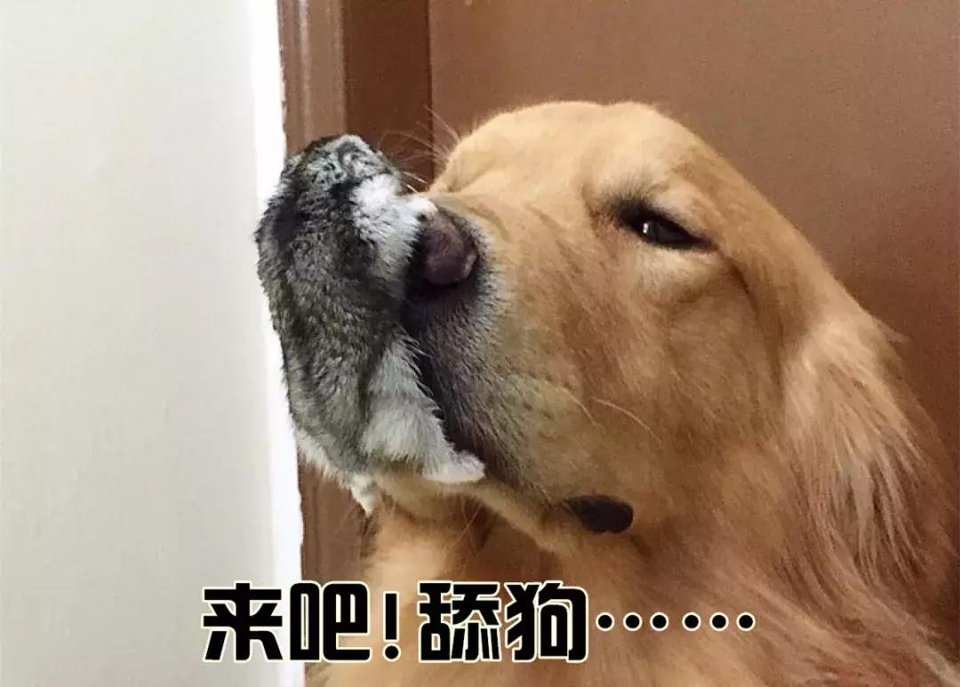 仓鼠饲养八大禁忌仓鼠会认主人吗,仓鼠饲养八大禁忌仓鼠吃什么蔬菜