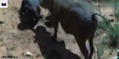 平头哥单挑疣猪完整版,平头哥抓疣猪视频大全