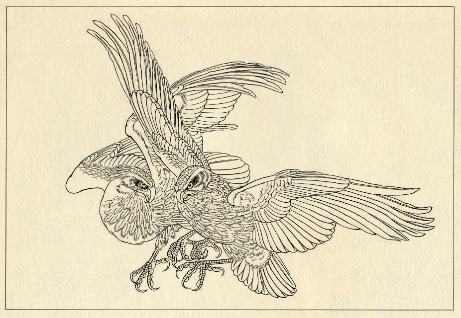 鹰的工笔底稿白描大图,白描鹰的画法图片