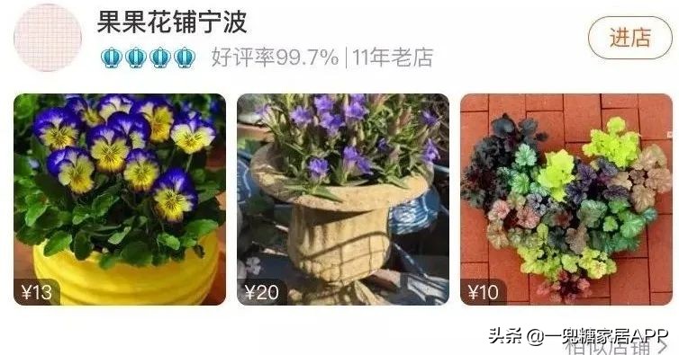 春天花会开|这20家植物淘宝店，植物杀手看了也想买！