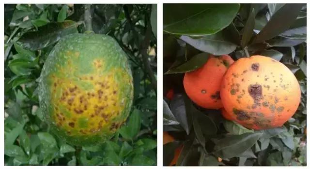 柑橘溃疡病的最佳防治时期,柑橘溃疡病的最佳防治措施