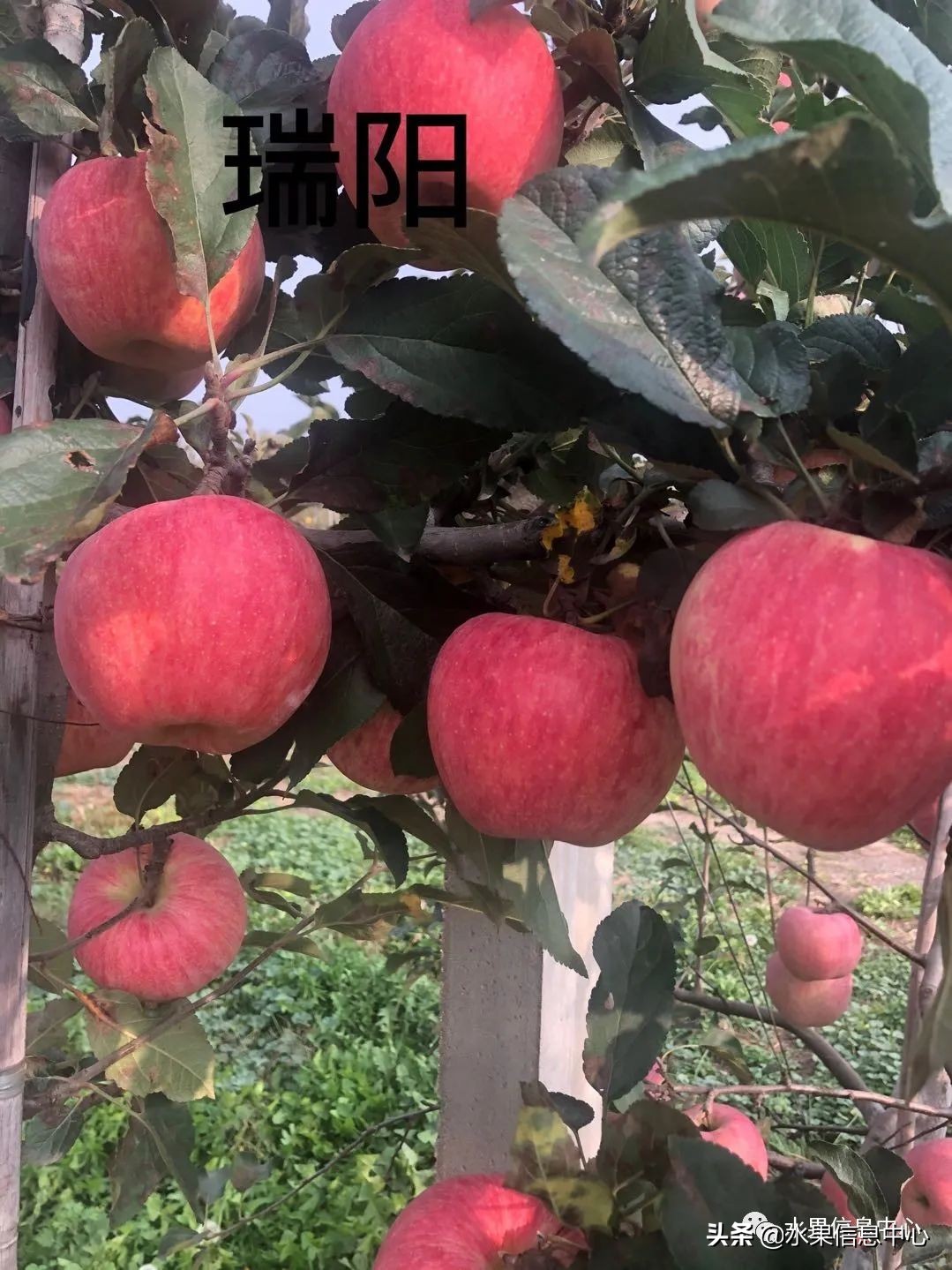 国内最好的苹果品种排行榜前十名,响富苹果和元富红苹果哪个品种好