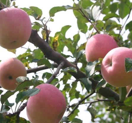 苹果树掉枝怎么处理,苹果树掉锯末是怎么回事