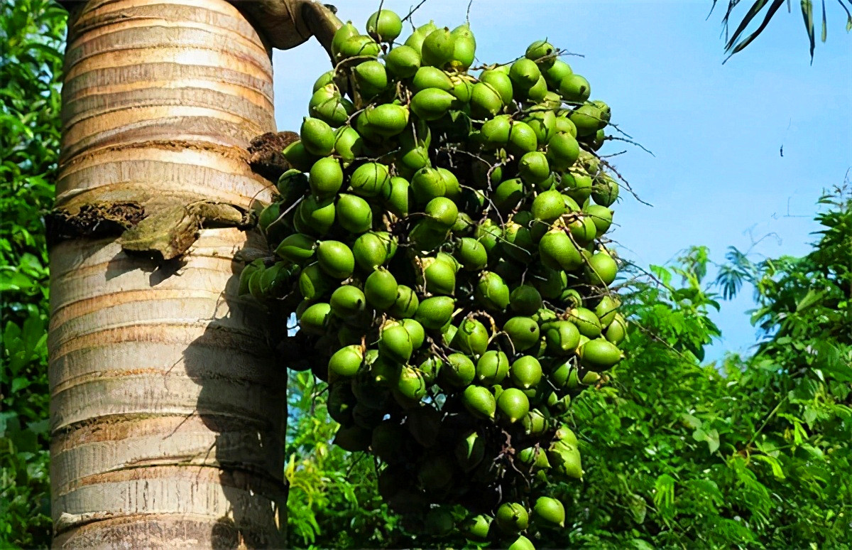 槟榔属于软性毒品吗,槟榔的危机有多大