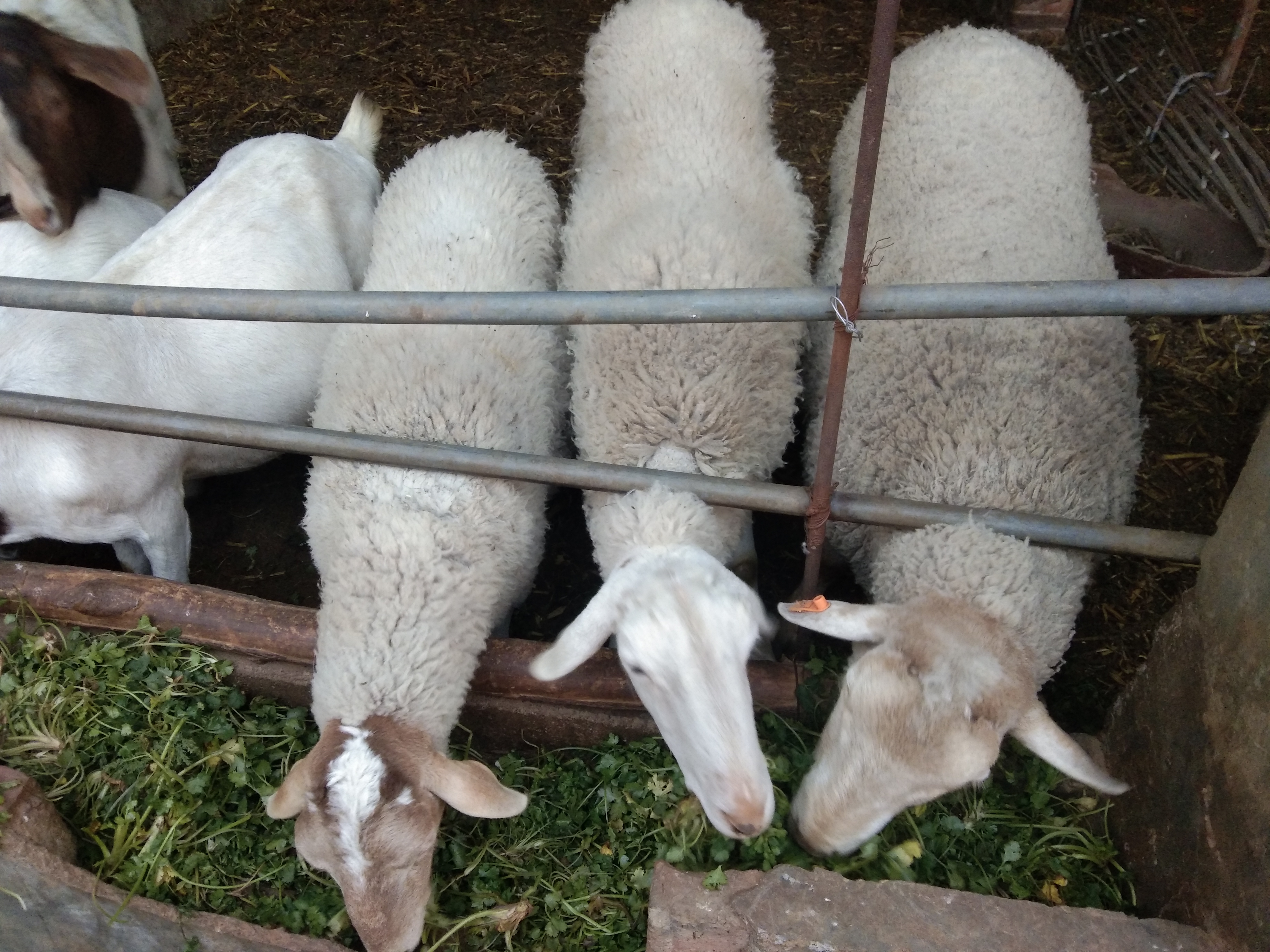 养羊拉稀怎么治和预防,小羊拉稀喂什么最好