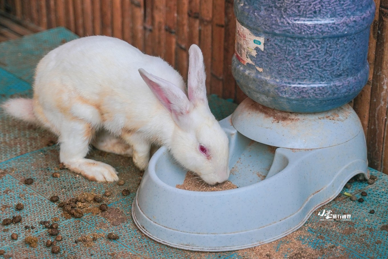 最接地气的大自然度假村,安吉旅游度假村推荐