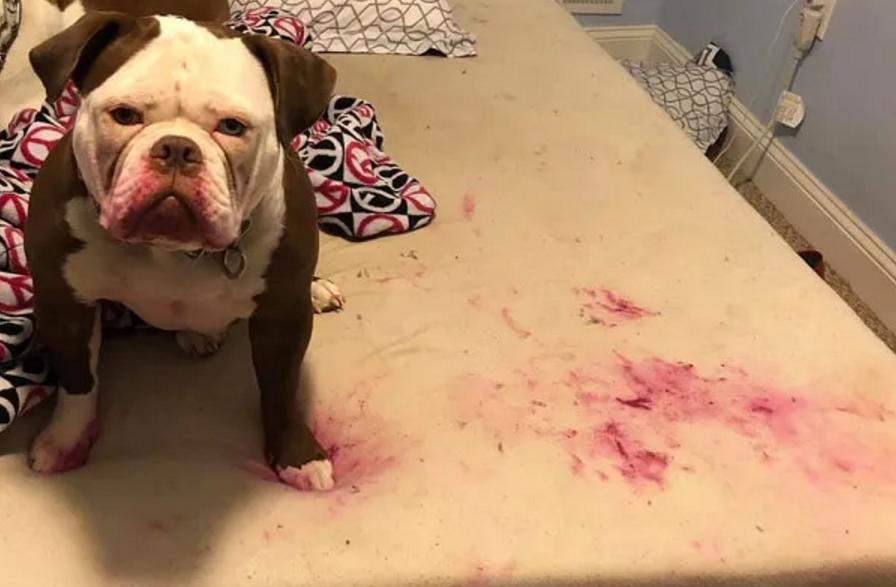 边牧脚趾间红了流脓,边牧脚上是红色的