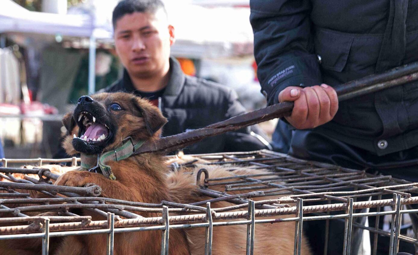 狗贩子收老狗怎么处理,九年高龄的老狗会被狗贩子卖到哪