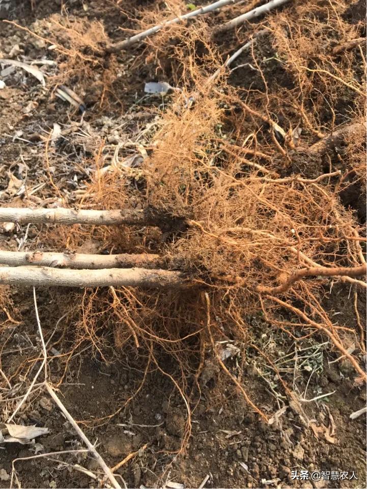 桃树怎么提高挂果率,如何有效提高桃树扦插成活率