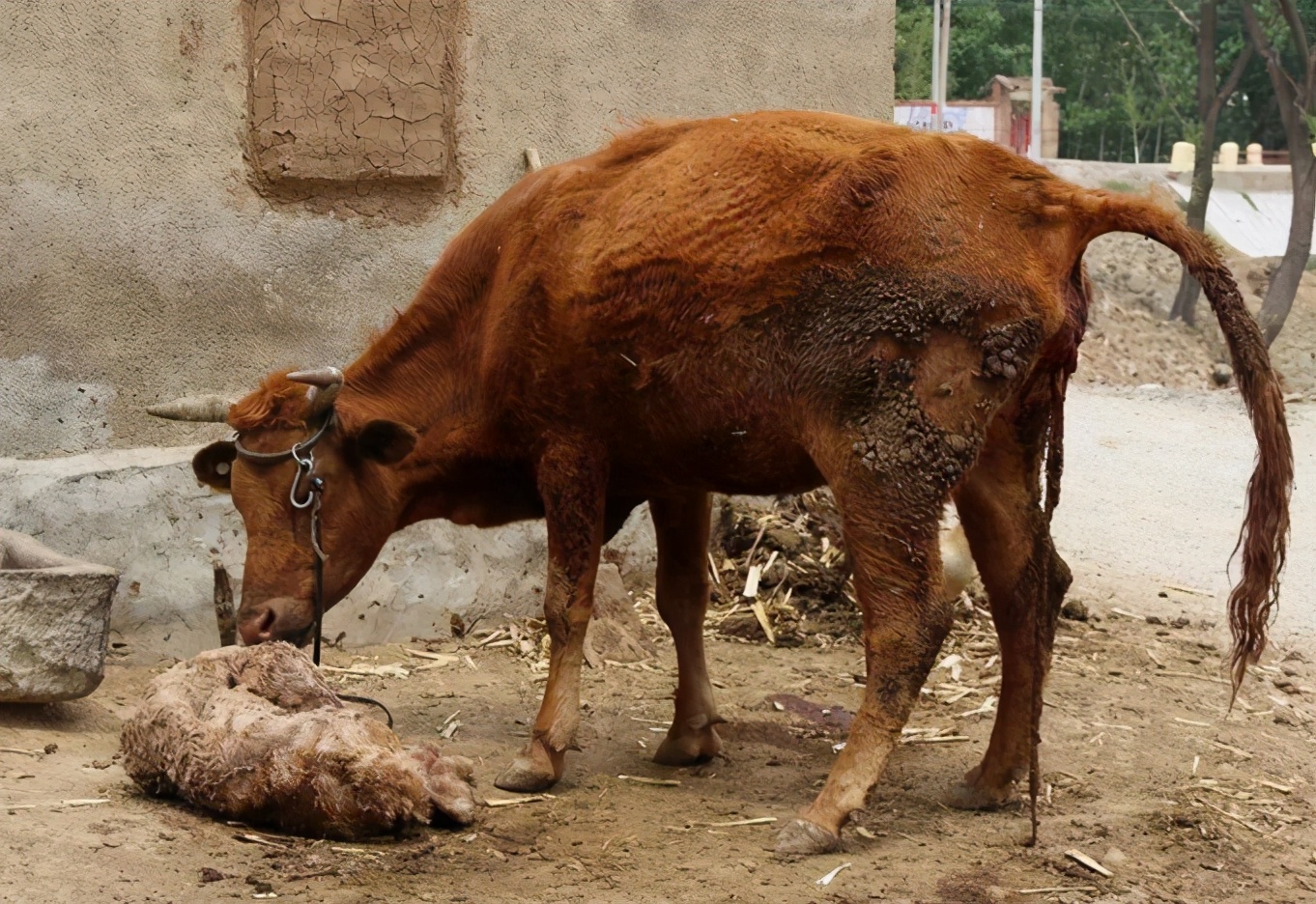 母牛产后奶水不足怎么补救,母牛奶水不足用什么土方法下奶