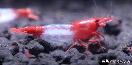 养观赏虾的正确方法和注意事项,适合新手饲养的观赏虾