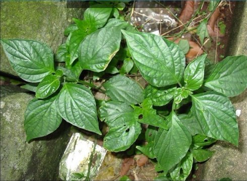 民间草药专治喉咙病,什么野草泡水喝对嗓子好