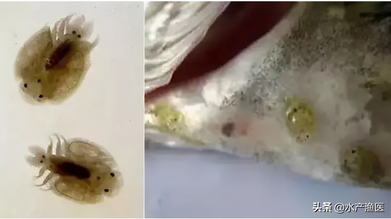 养殖鱼常见体外寄生虫,23种鱼类寄生虫图片库