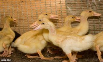 用什么药防治鸭肝,鸭肝有黄色水怎么办