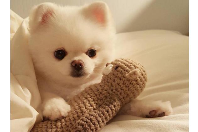 微笑天使萨摩耶的主人,微笑天使萨摩耶好养吗