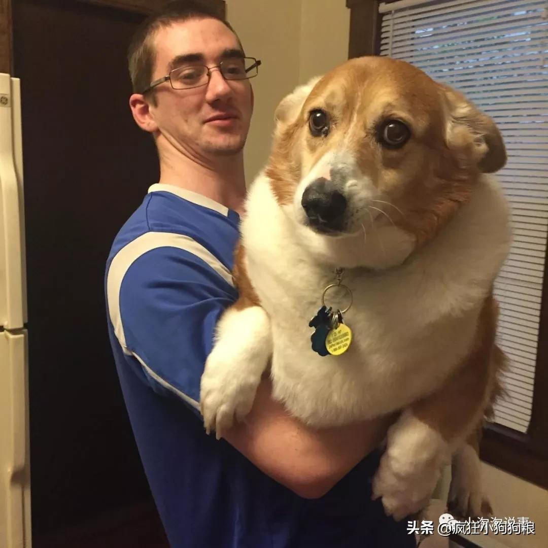 柯基能不能长成跟金毛一样大,柯基巨型犬