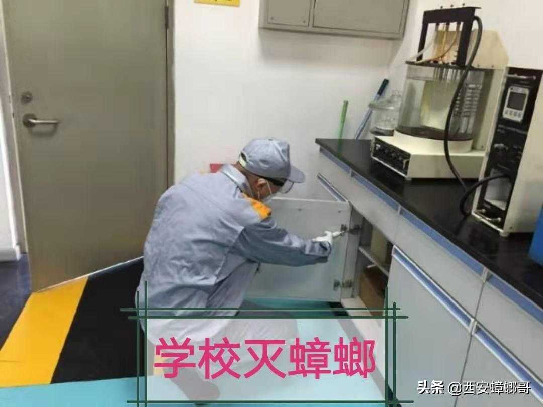 蟑螂被踩死后什么后果,蟑螂直接踩死真的会越来越多吗