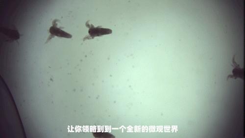 华为手机显微镜放大1000倍清晰,怎样才能把手机变成显微镜模式