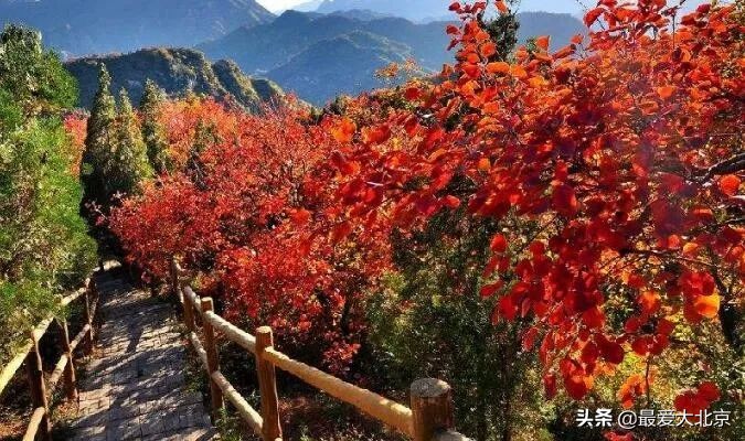香山红叶几月去最好香山用预约吗,去北京香山看红叶别去爬山吗