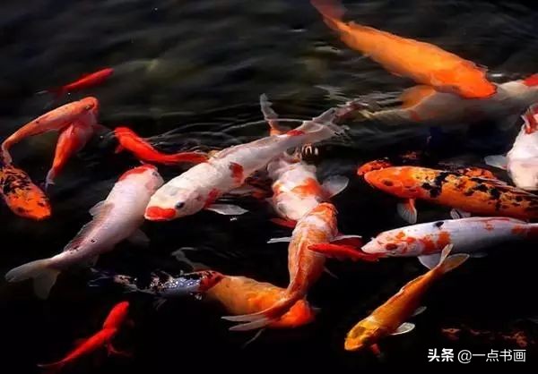 池中之仙，惊艳若此——锦鲤