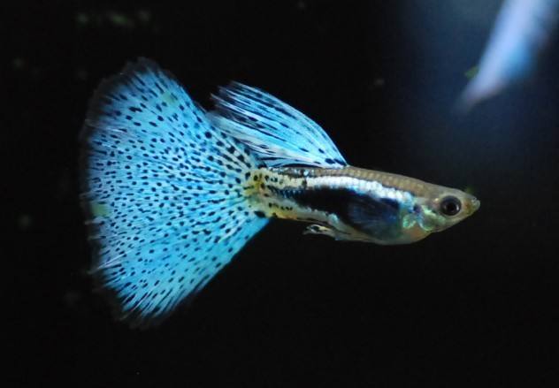 孔雀鱼生小鱼容易死,母孔雀鱼下完小鱼就容易死