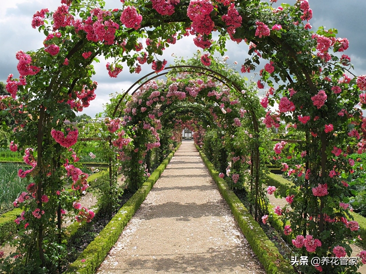 介绍月季的习性,月季花卉科普视频